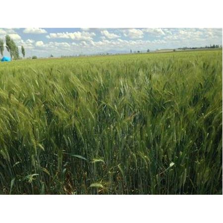 ÇEŞİT-1252 MAKARNALIK BUĞDAY TOHUMU